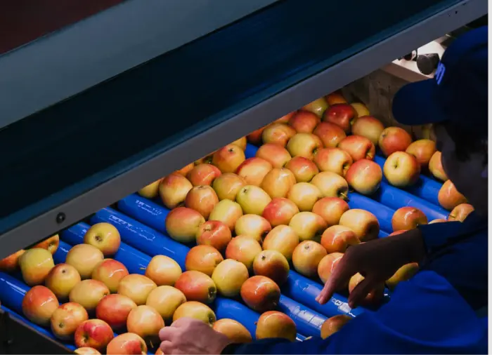 Äpfel werden sortiert