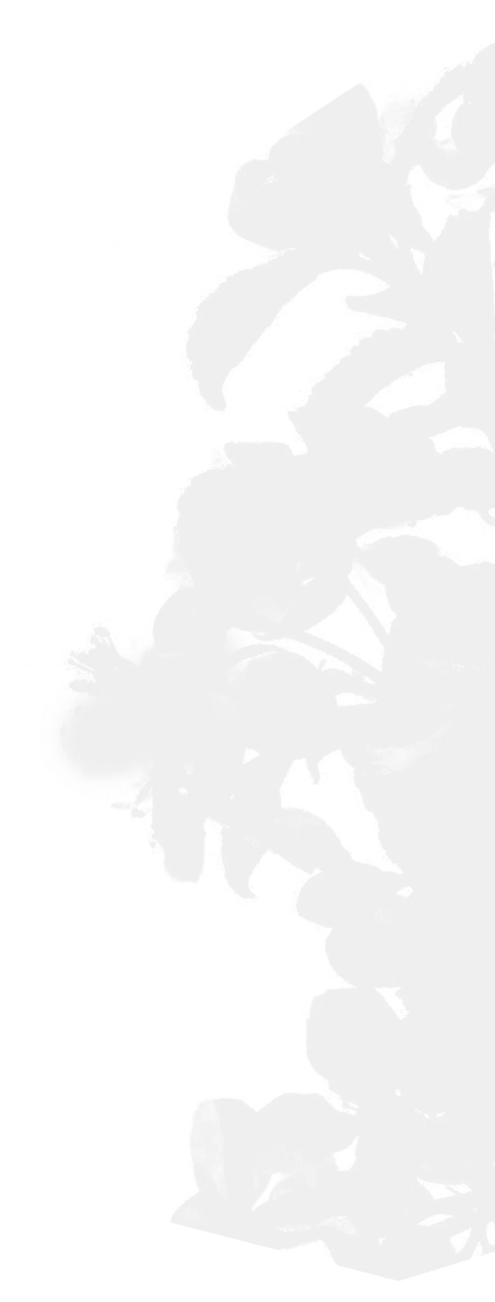 Schatten einer Apfelblüte